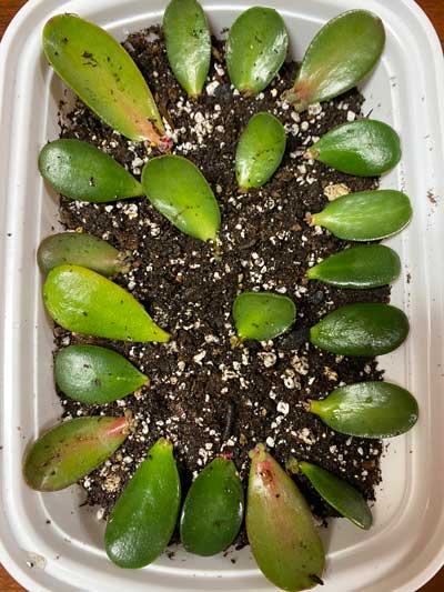 jade-leaf-propagation