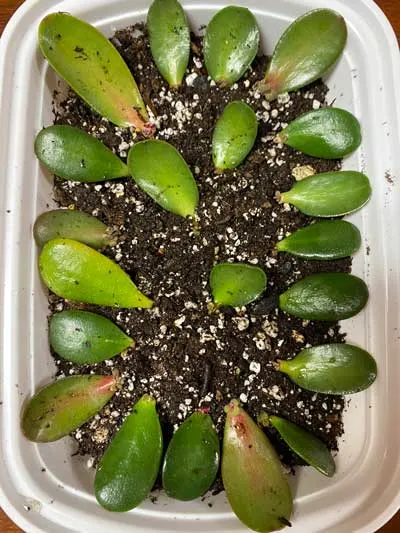 Jade Plant Leaf Propagation: 1 Lazy and Effective Method!