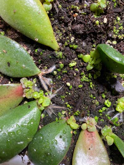 Jade Plant Leaf Propagation