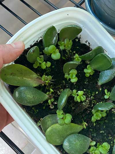 How To Propagate Jade Plants From Stem Or Leaf Cuttings