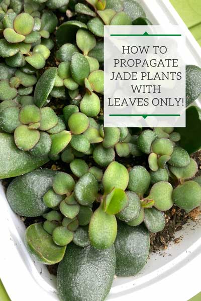 How to Propagate a Jade Plant