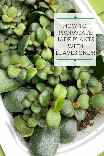 Jade Plant Leaf Propagation: 1 Lazy and Effective Method!