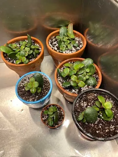 potting-jade-babies