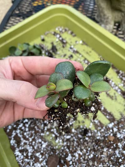 My jade leaves are decaying!