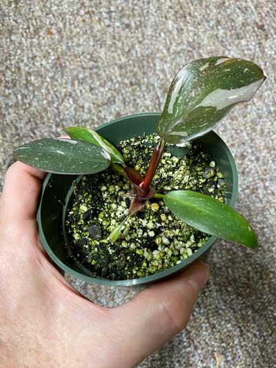 Rooted Philodendron Pink Princess Top Cutting
