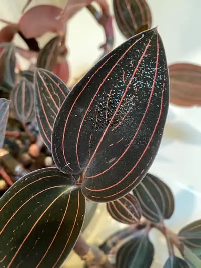 scale-on-houseplants