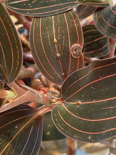 scale-on-houseplants