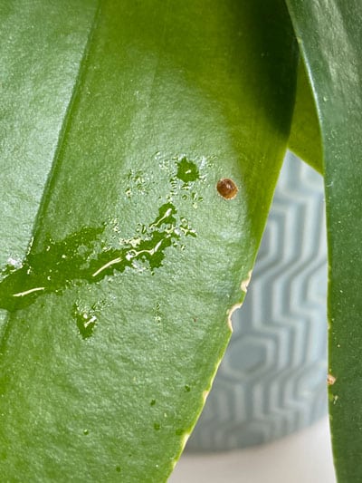 scale-on-orchids