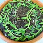 String of Bananas Soil Propagation: 2 Quick & Easy Methods! string-of-bananas-propagation