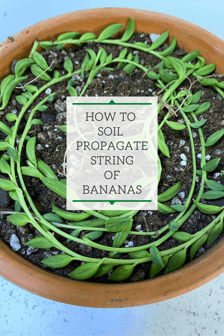 String of Bananas Soil Propagation: 2 Quick & Easy Methods!
