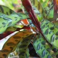 Goeppertia Insignis Care