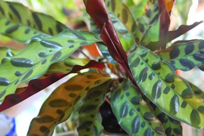 calathea-lancifolia-goeppertia-insignis