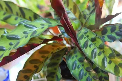 calathea-lancifolia-goeppertia-insignis