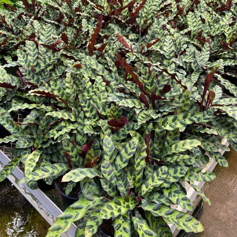 Goeppertia insignis:  Best Care Guide (Calathea lancifolia)