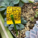 featured-fungus-gnat