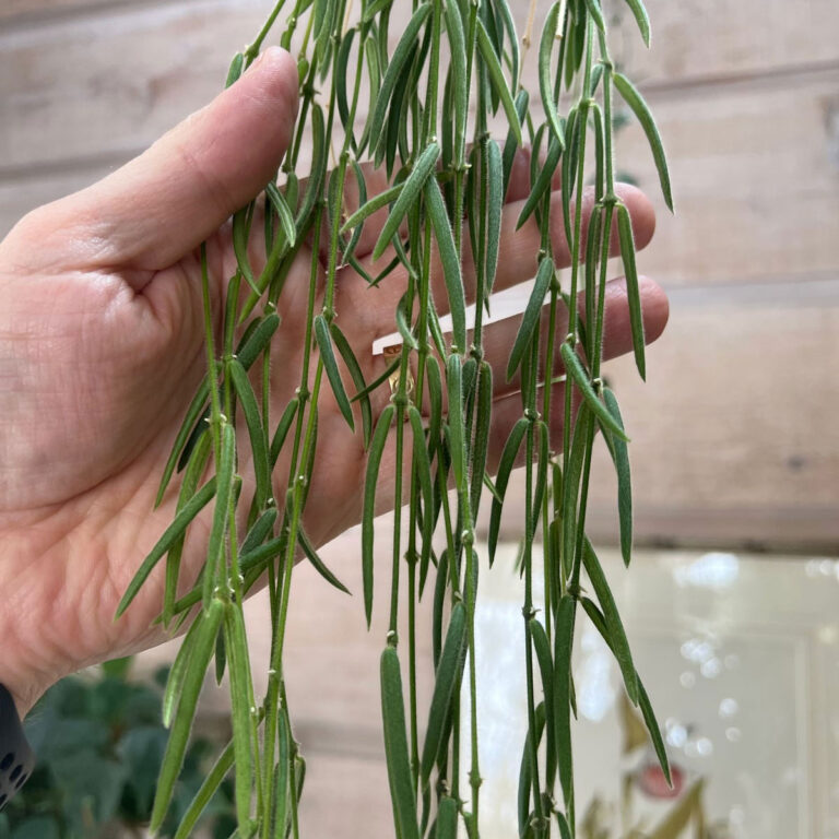 Hoya Linearis Propagation: Step-by-Step Guide With Pictures!