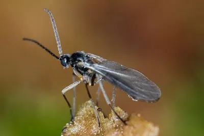 fungus-gnat-adult