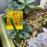 Eliminating Fungus Gnats: 3 Easy Steps for Your Houseplants fungus-gnats