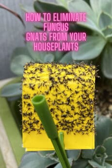 Eliminating Fungus Gnats: 3 Easy Steps for Your Houseplants