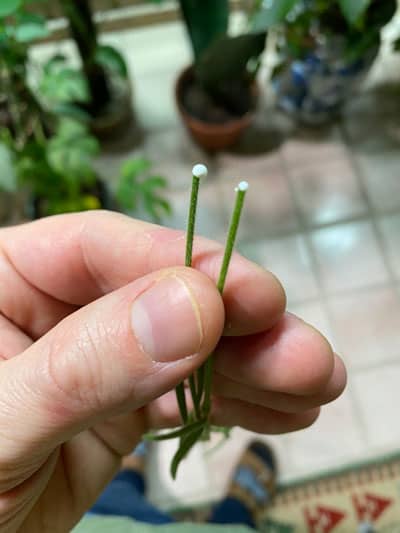 hoya-linearis-propagation