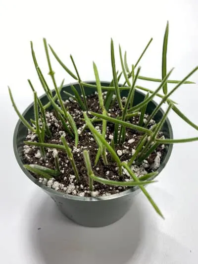 hoya-linearis-propagation