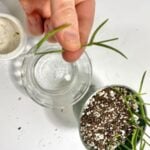Hoya Linearis Propagation: Step-by-Step Guide With Pictures! hoya-linearis-propagation