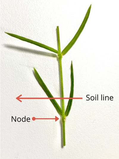 hoya-linearis-propagation