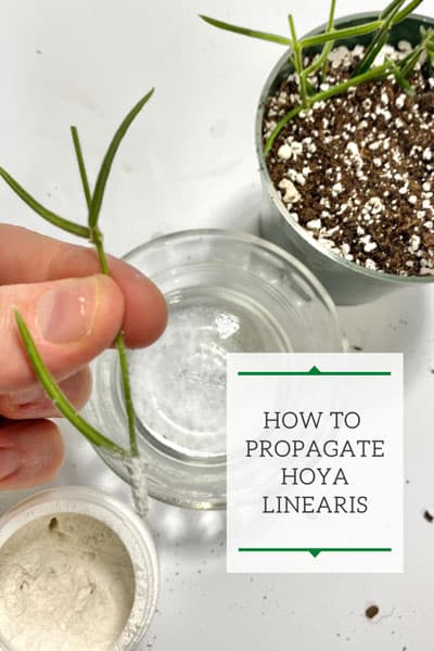 hoya-linearis-propagation