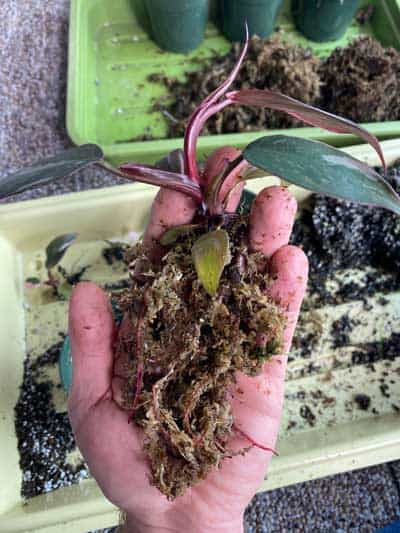 pink-princess-propagation-moss