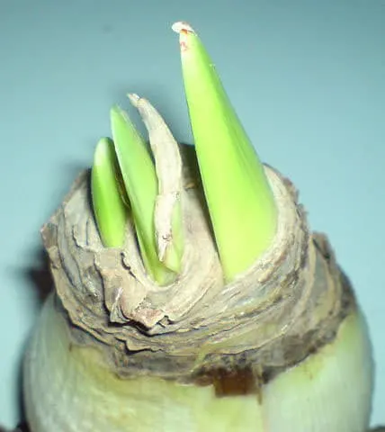 amaryllis-bulb