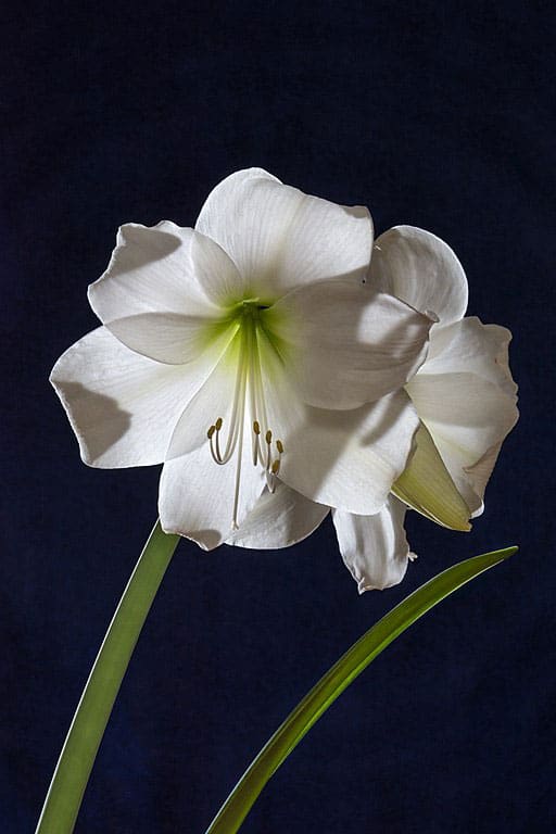 amaryllis-flower