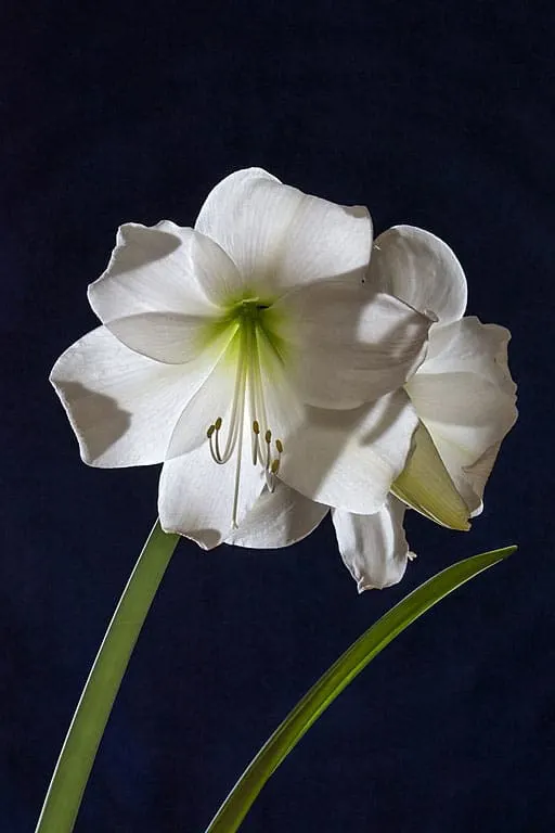 amaryllis-flower