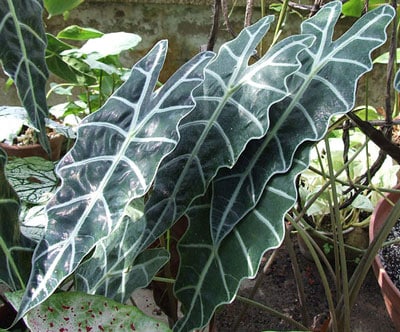 alocasia-amazonica