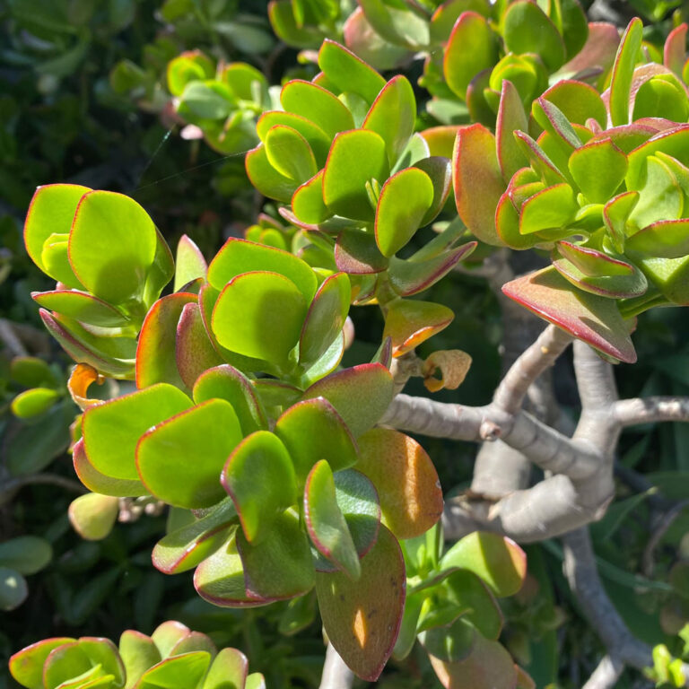 Dying Jade Plant? - 9 Expert Care Tips (Crassula ovata)