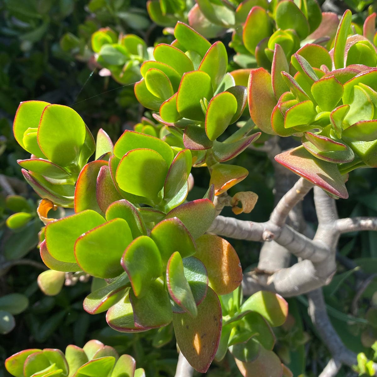 Dying Jade Plant? - 9 Expert Care Tips (Crassula ovata)