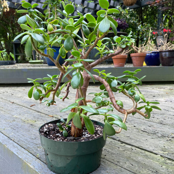 Dying Jade Plant? 9 Expert Care Tips (Crassula ovata)