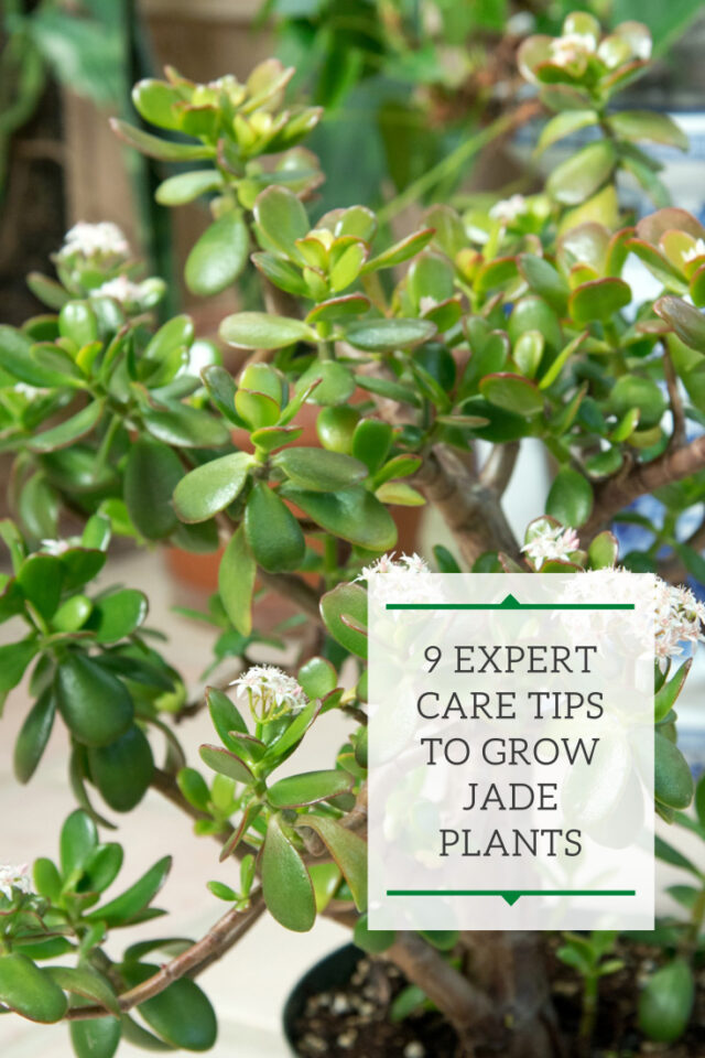 Dying Jade Plant? 9 Expert Care Tips (Crassula ovata)