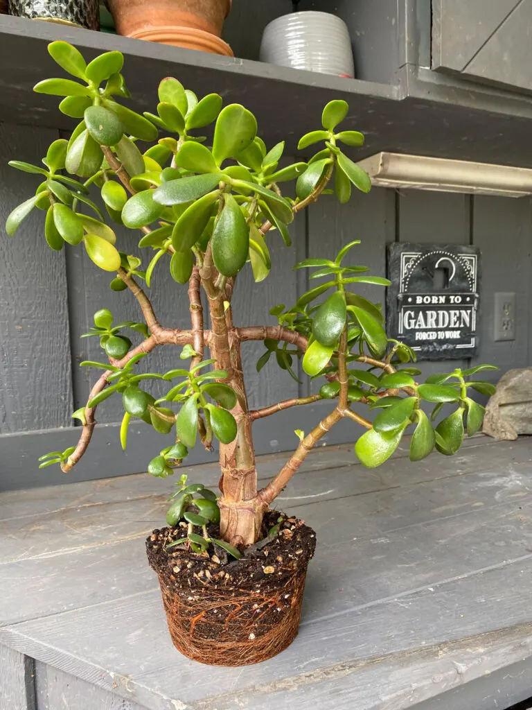 repotting-jade-plant