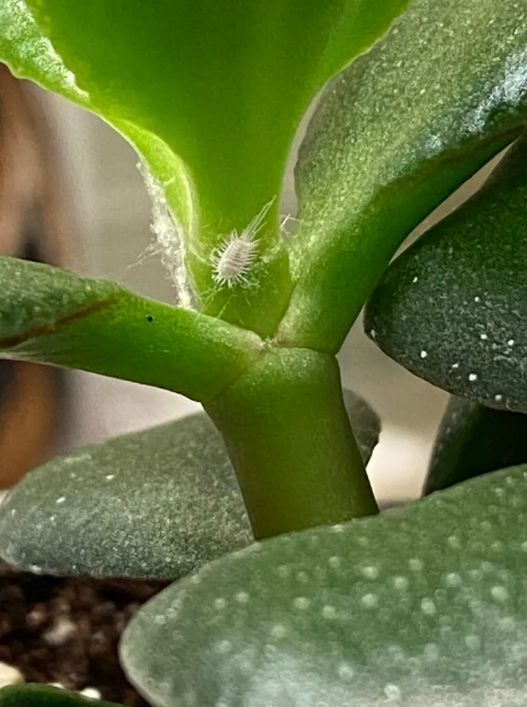 Wrinkled Leaves On Jade Plant? Here's What To Do