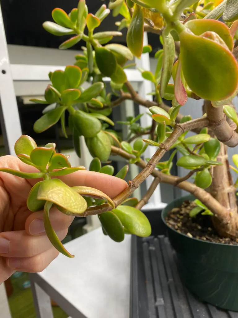 Jade leaf shriveling from the end, just normal reabsorbing? There's still  leaves lower on the plant that haven't had this : r/succulents