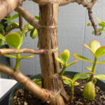 jade-plant-crassula-ovata