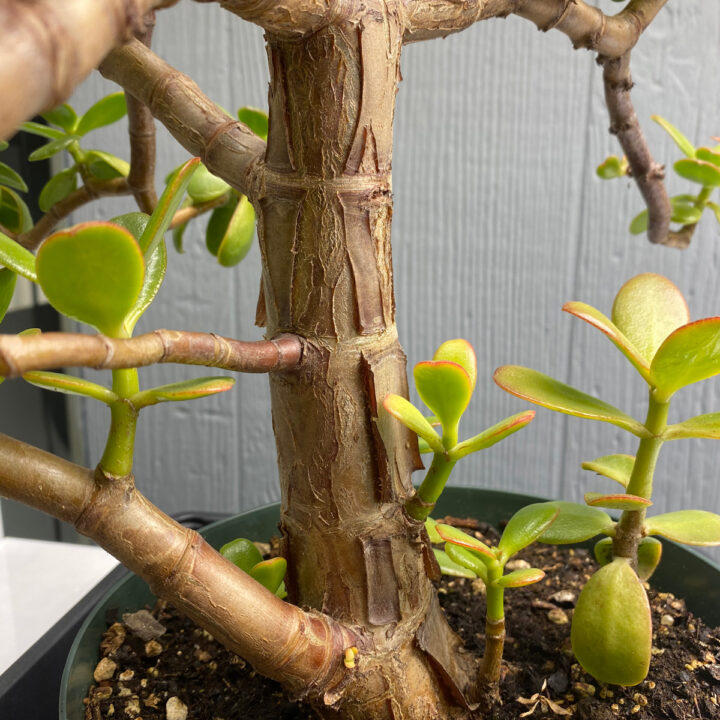 Dying Jade Plant? 9 Expert Care Tips (Crassula ovata)