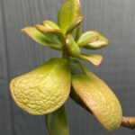 jade-plant-wrinkled-leaves