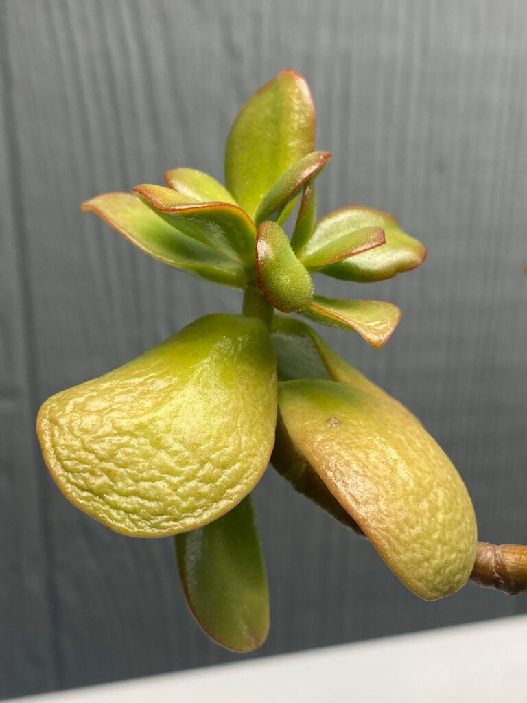 jade-plant-wrinkled-leaves