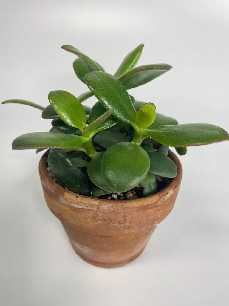 jade-plant-crassula-ovata