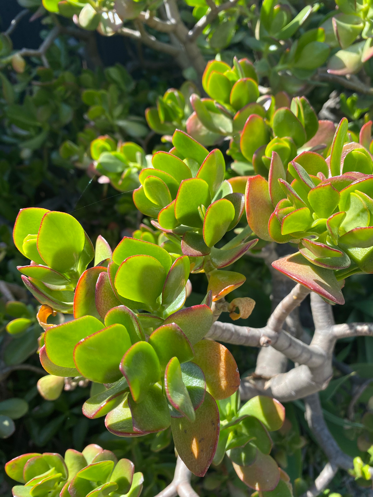 How To Care For A Dying Jade Plant