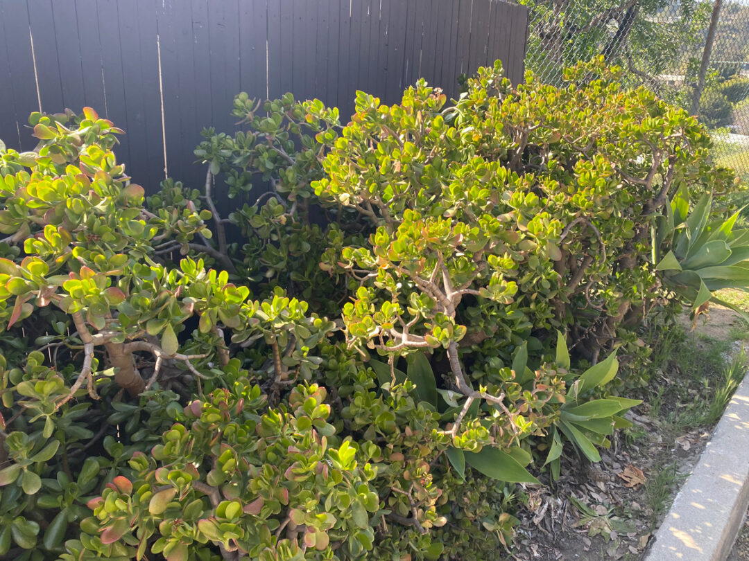Dying Jade Plant? 9 Expert Care Tips (Crassula ovata)