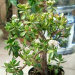 Dying Jade Plant? - 9 Expert Care Tips (Crassula ovata) jade-plant-crassula-ovata
