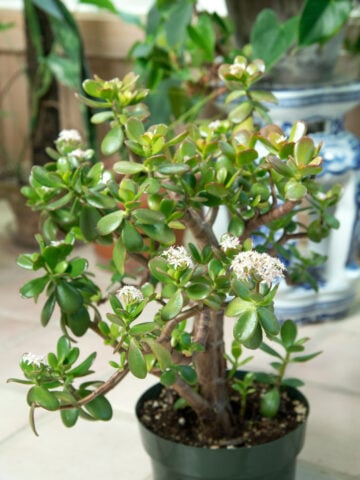 jade-plant-crassula-ovata