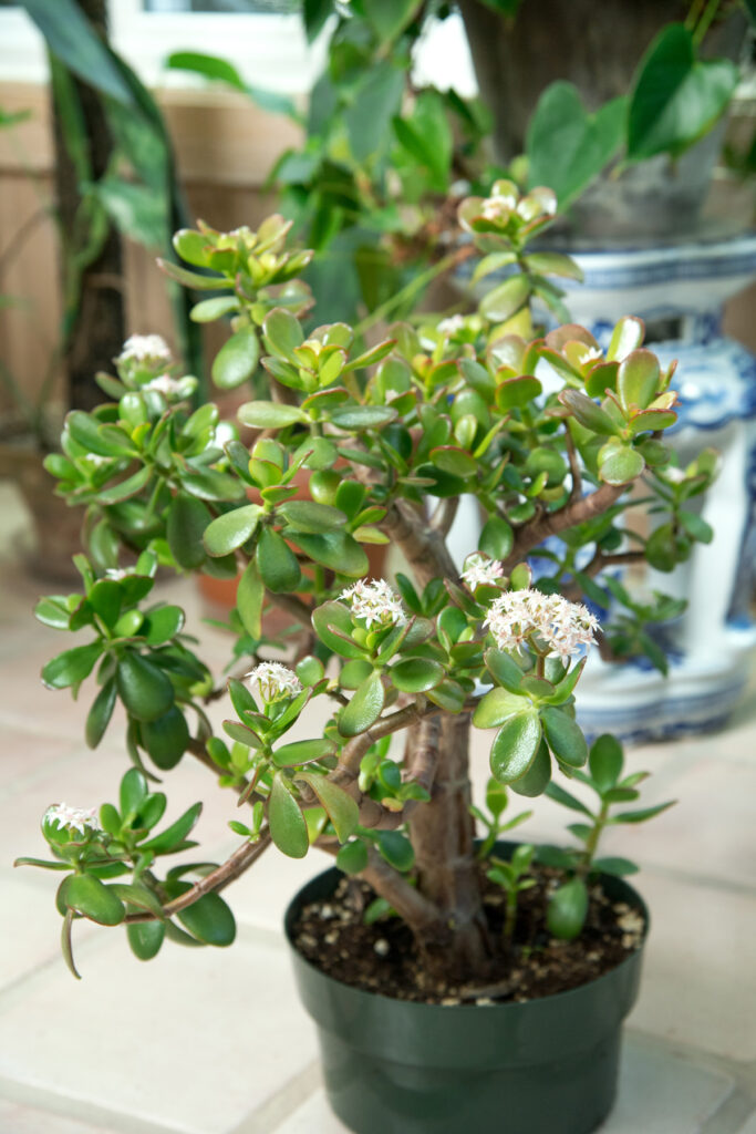 Jade leaf shriveling from the end, just normal reabsorbing? There's still  leaves lower on the plant that haven't had this : r/succulents